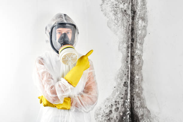 Best Asbestos and Lead Testing During Mold Inspection  in Jones Valley, CA