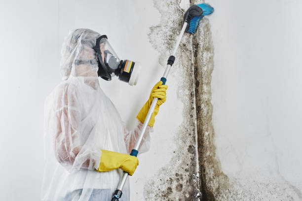 Best Mold Remediation for Healthcare Facilities  in Jones Valley, CA