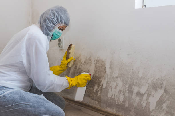 Mold Documentation for Insurance Claims in Jones Valley, CA